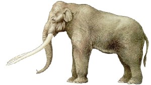 Una ricostruzione del massiccio elefante con le zanne dritte (Elephas antiquus) 