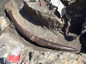 Zanne di Elephas antiquus ritrovate nello scavo di Poggetti Vecchi