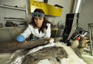 Una fase dei restauri conservati dei resti di Elephas antiquus
