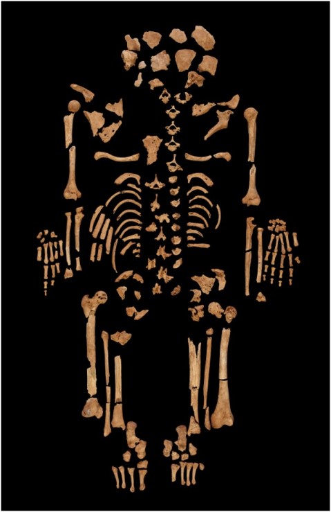 La ricomposizione dello scheletro del giovane trovato ad Amara West