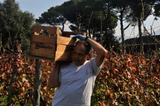 Nelle precedenti vendemmie di Pompei sono stati raccolti mediamente 30 quintali di uva ciascuna