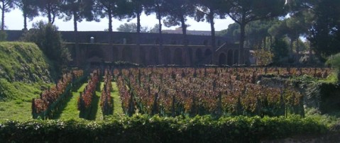 I vigneti di uve Aglianico, Piedirosso e Sciascinoso coltivati al Foro Boario di Pompei dal 1996