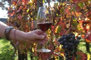 I vitigni di Pompei producono un Pompeiano IGT rosso