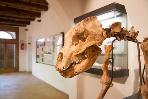 Lo scheletro dell'orso speleo nelle sale del museo per la Preistoria del Monte Cetona