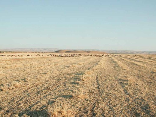 La collina artificiale di Mozan si eleva nel paesaggio siriano: là sotto è conservata Urkesh