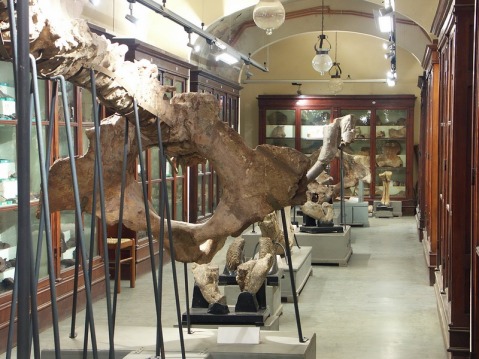 Una delle gallerie del museo Paleontologico di Montevarchi nell'allestimento ottocentesco