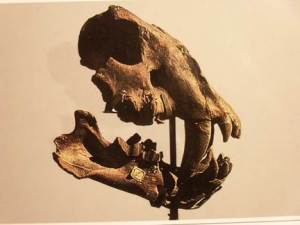 Un fossile di mammifero conservato al museo Paleontologico