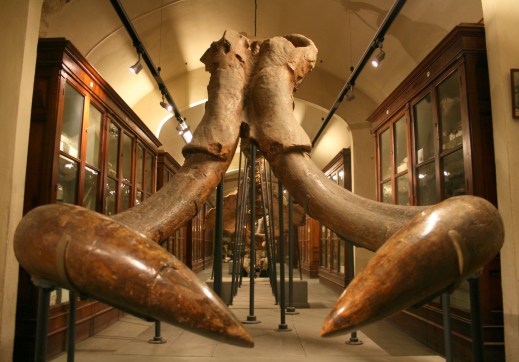 L'impressionante fossile di Mammuthus meridionalis "simbolo" del museo Paleontologico di Montevarchi in Valdarno