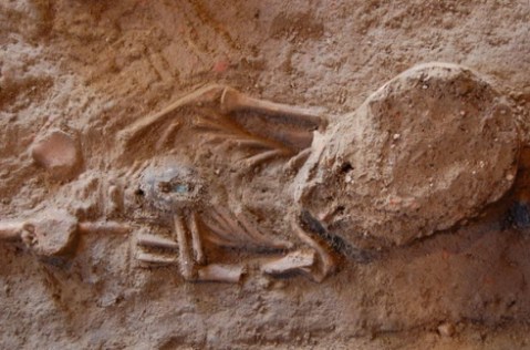 Lo scheletro di un bambino riportato alla luce dagli scavi archeologici sotto la chiesa di Nosedo