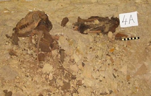 A Saqqara trovata una fossa comune con otto milioni di mummie di cani