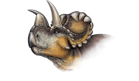 La ricostruzione della testa del wendiceratopo con le caratteristiche corna (foto Danielle Dufault)