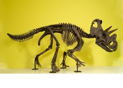 Le ossa del wendiceratopo conservate al museo dell'Ontario (foto Brian Boyle)