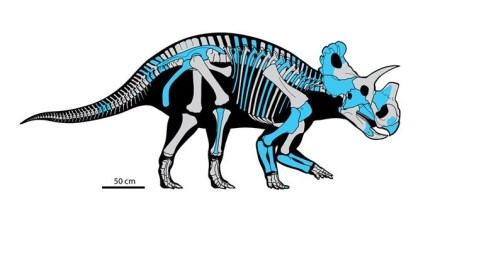 Ricostruzione del wendiceratopo: in blu le ossa ritrovate nello scavo dell'Alberta