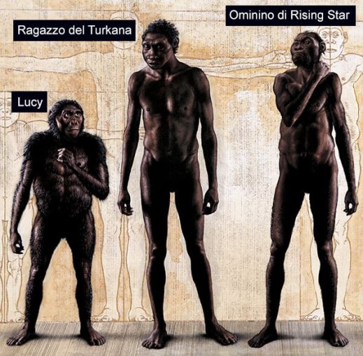 Confronto tra ominidi: Lucy, fossile di 3,2 milioni di anni fa scoperto in Etiopia nel 1974; il ragazzo del Turkana, fossile di 1,6 milioni di anni fa trovato in Kenia nel 1984; e l'Homo Naledi 