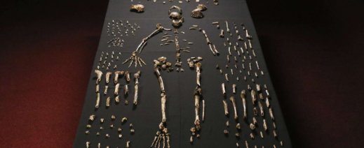 La ricostruzione di Homo Naledi con le centinaia di ossa fossili disponibili ai paleontologi