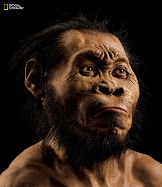 Una ricostruzione della testa di Homo Naledi realizzata dal paleoartista John Gurche, che ha lavorato sulla base delle scansioni delle ossa ritrovate, utilizzando pelliccia di orso per simulare i peli e i capelli. Fotografia di Mark Thiessen (National Geographic Society)