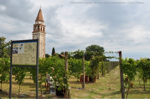 La vigna murata realizzata nella tenuta di Venissa sull'isola di Mazzorbo nella laguna di Venezia