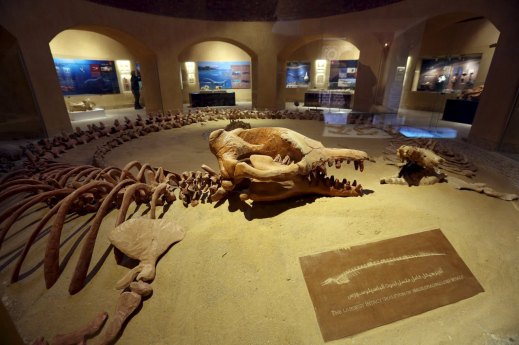 Il museo dei Fossili: la sala centrale è dominata dal grande Basilosauros dell'Eocene