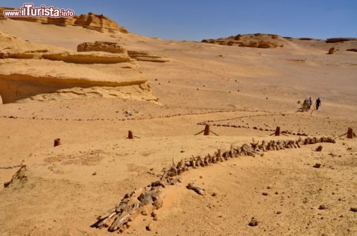 Wadi el Hitan, la Valle delle Balene, sito Unesco nel deserto occidentale del Medio Egitto