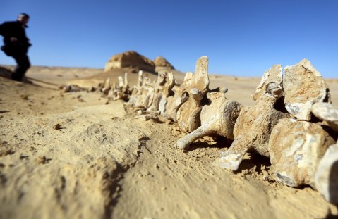 I resti fossili dei grandi cetacei nel percorso all'esterno del museo di Wadi el Hitan