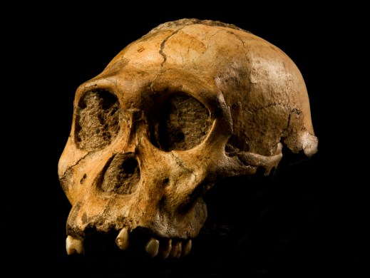 Il cranio fossile di Australopithecus Sediba scoperto in Sudafrica nel 2008