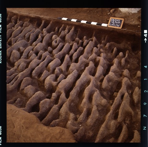 Tracce di aratura sacra risalente al 4mila a.C. nel parco archeologico di Saint Martin de Corleans di Aosta