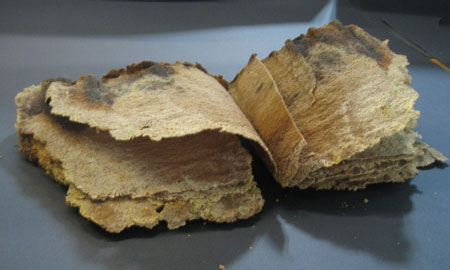 Uno dei "codici" venuti dal mare: il libro in pergamena di 40 pagine, prezioso reperto del XVIII secolo