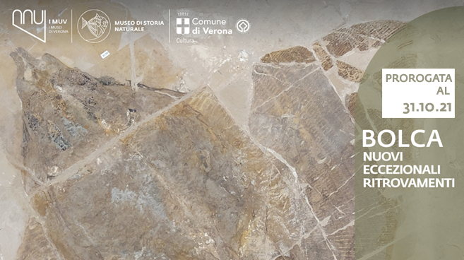 verona_storia-naturale_mostra-fossili-bolca_locandina