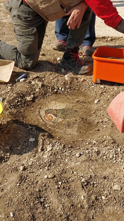 negrar_villa-dei-mosaici_peristilio-ovest_mosaici-con-raffigurazioni-animali_2_foto-sabap-vr