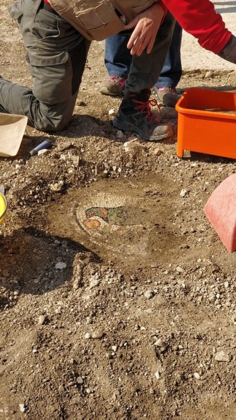 negrar_villa-dei-mosaici_peristilio-ovest_mosaici-con-raffigurazioni-animali_2_foto-sabap-vr