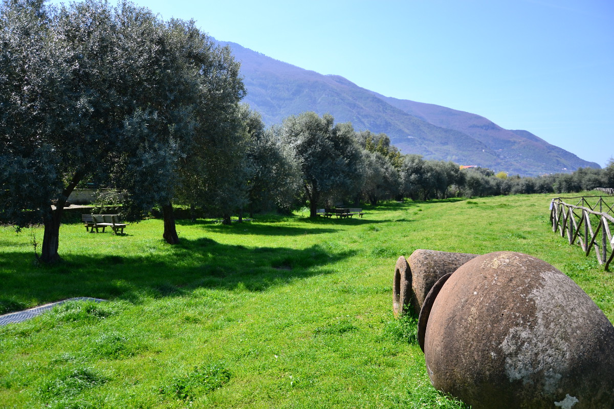stabia_Villa Arianna 1_oliveto_foto-parco-archeologico-pompei