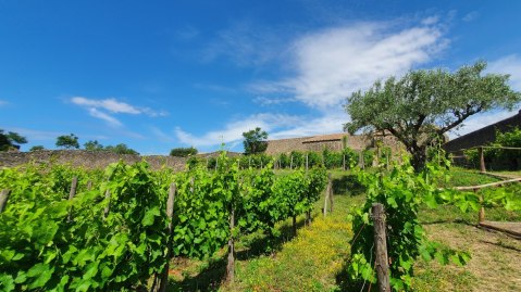 pompei_casa-nave-europa_il-vigneto_foto-parco-archeologico-pompei