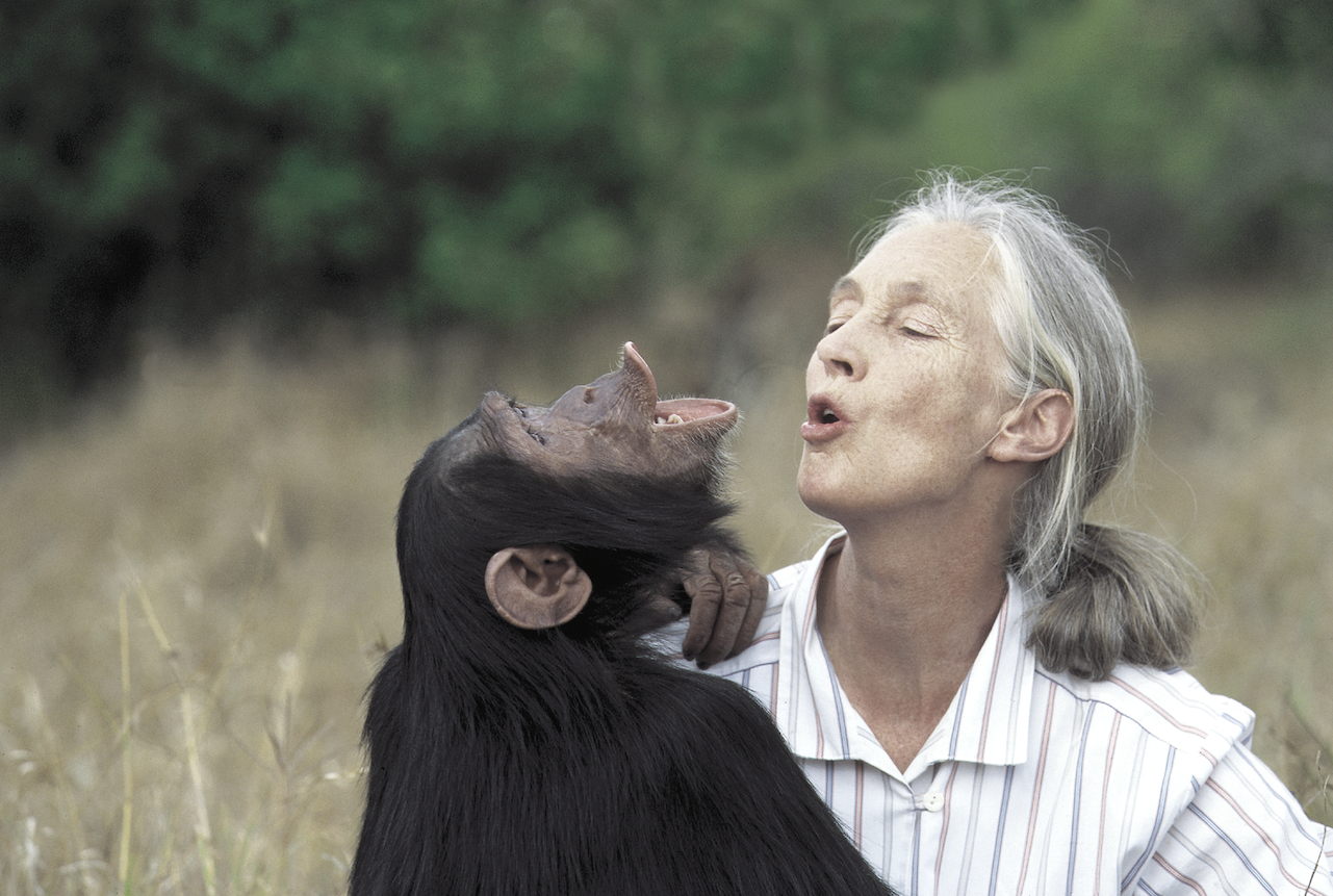 Jane Goodall con uno scimpanzé in Kenia nel 2000_foto-Jane Goodall institute