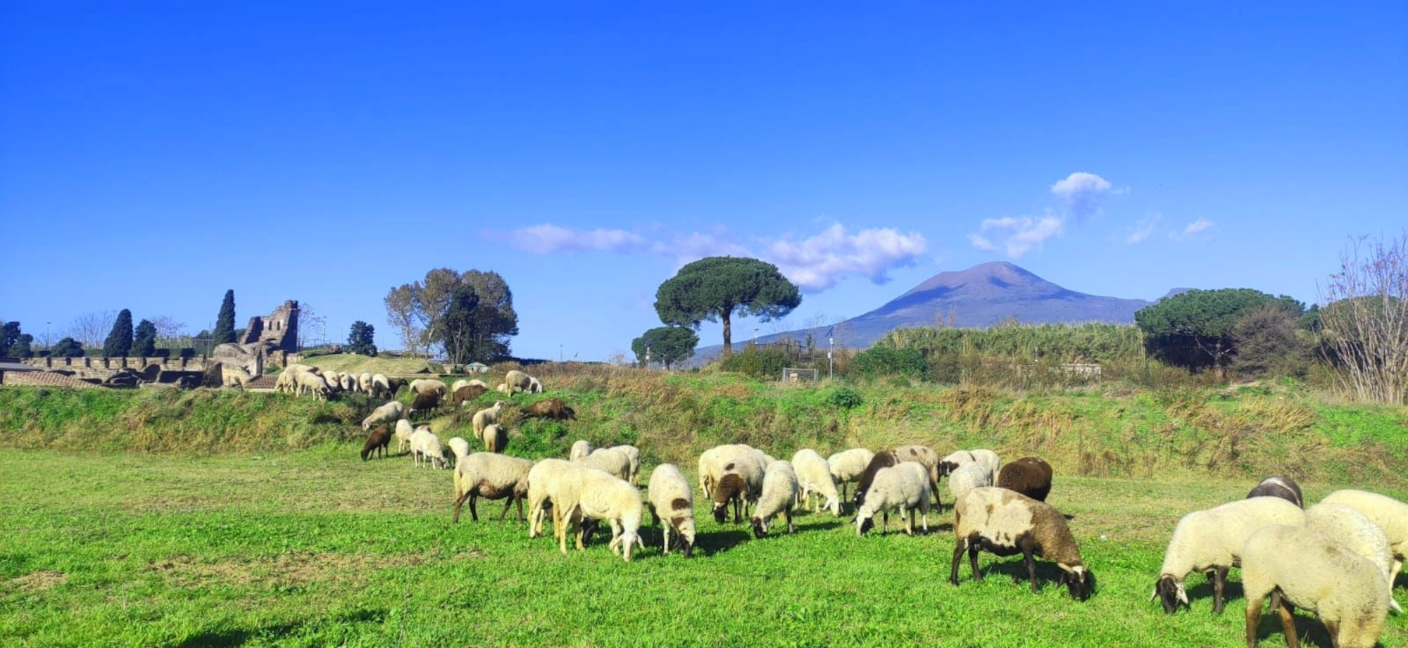 pompei_pianoro_ecopascolo_gregge_1_foto-parco archeologico di pompei.jpeg