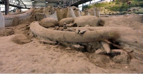 roma_museo-paleontologico-la-polledrara_cimitero-elefanti-antichi_foto-ssabap-roma