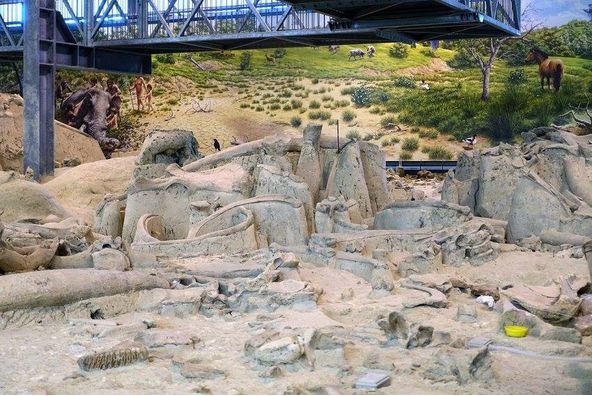 roma_museo-paleontologico-la-polledrara_visione-generale_foto-ssabap-roma