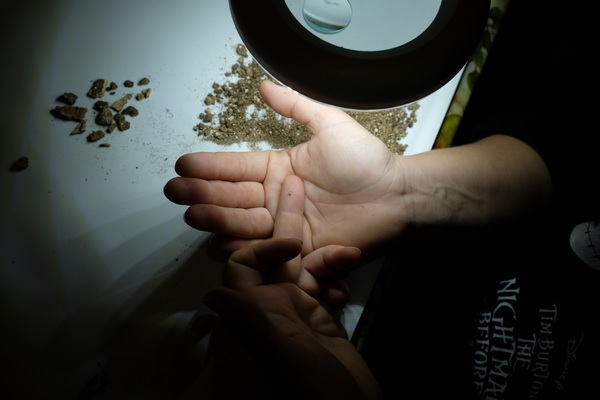 sant-anna-d-alfaedo_grotta-di-veja_scavo-unive_primo dente di micromammifero trovato durante il vaglio del materiale_foto-di-Massimo-Arvali_unive