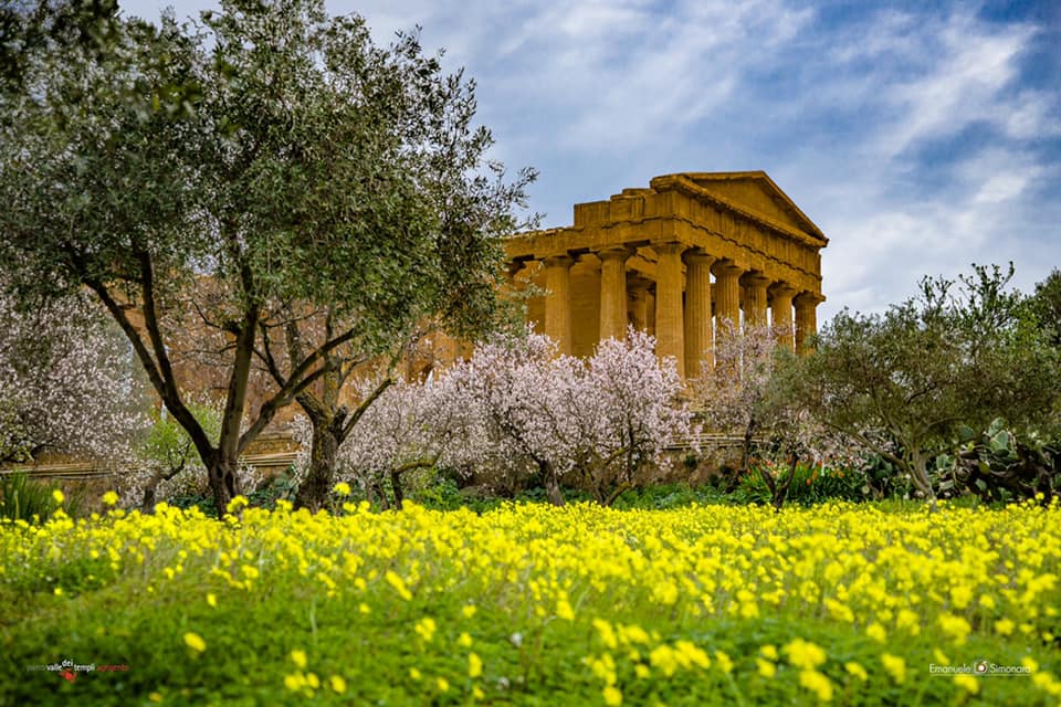agrigento_valle-dei-templi_mandorli-in-fiore_foto-parco-valle-dei-templi