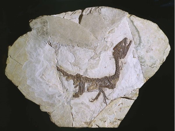 benevento_sabap_dinosauro-ciro_il-fossile-Scipionyx samniticus_foto-sabap-ce-bn