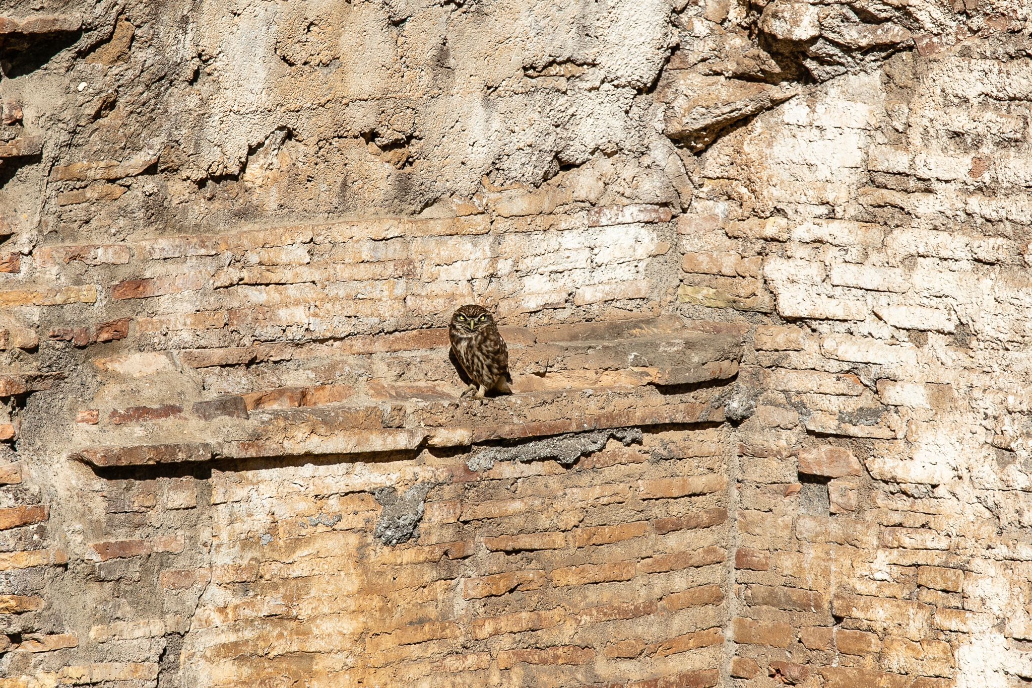 roma_ssabap_area-archeologica-s-croce-in-gerusalemme_civetta_foto-fabio-caricchia_ssabap-roma