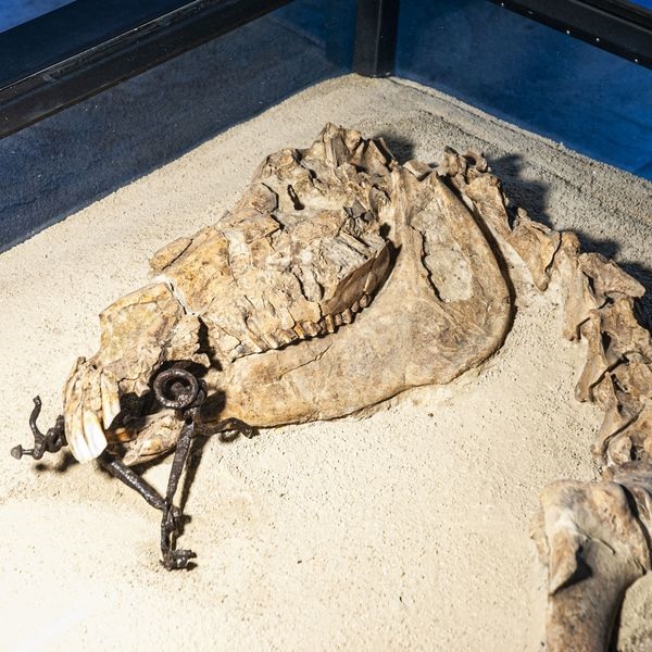 altino_archeologico_bardatura-di-cavallo-da-le-brustolade_foto-drm-veneto