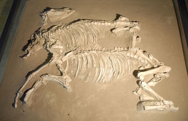 altino_archeologico_sepoltura-cavallo-da-le-brustolade_foto-drm-veneto