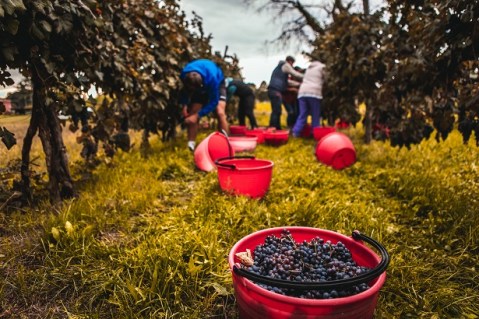 libro_aquileia-una-guida_incentro_area-Grandi-Terme-e-Teatro-romano_Vendemmia-nel-vigneto-storico_foto-n-oleotto