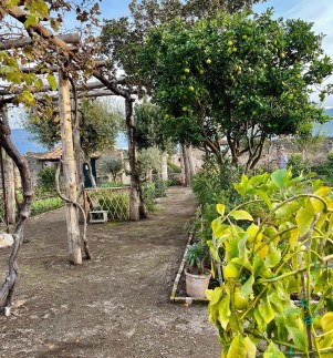 pompei_casa-di-pansa_Vivaio Flora Pompeiana (2)_foto-parco-archeologico-pompei