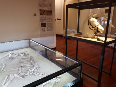 oderzo_archeologico_bardatura-cavallo_tomba-49_allestimento_foto-oderzo-cultura
