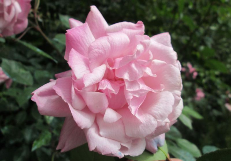 firenze_archeologico_giardino_rose-tintorie_foto-maf