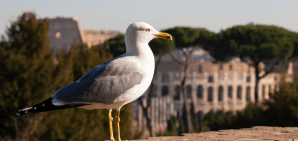 roma_PArCo_gabbiano_colosseo_foto-parco