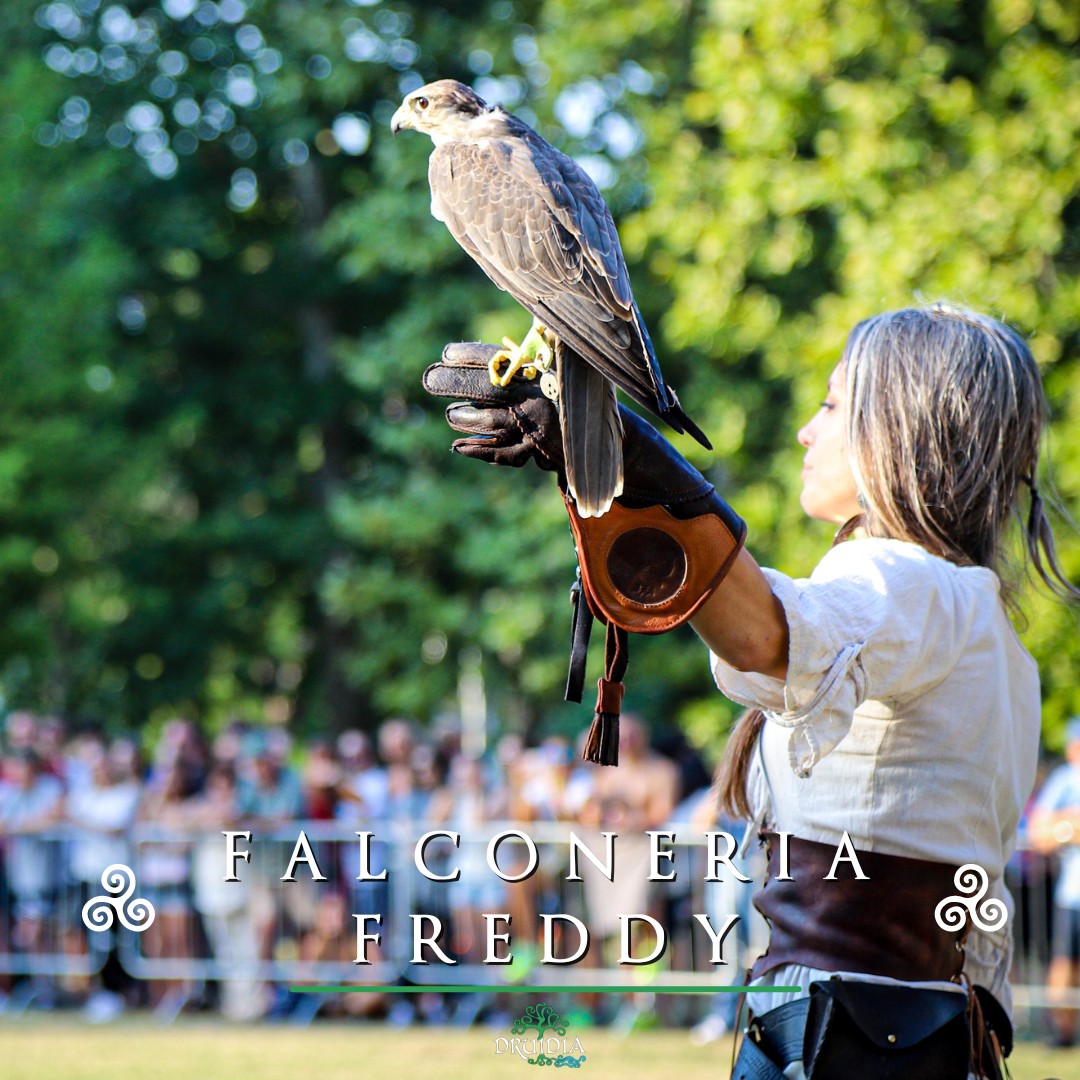 cesenatico_druidia_falconeria_foto-druidia-festival