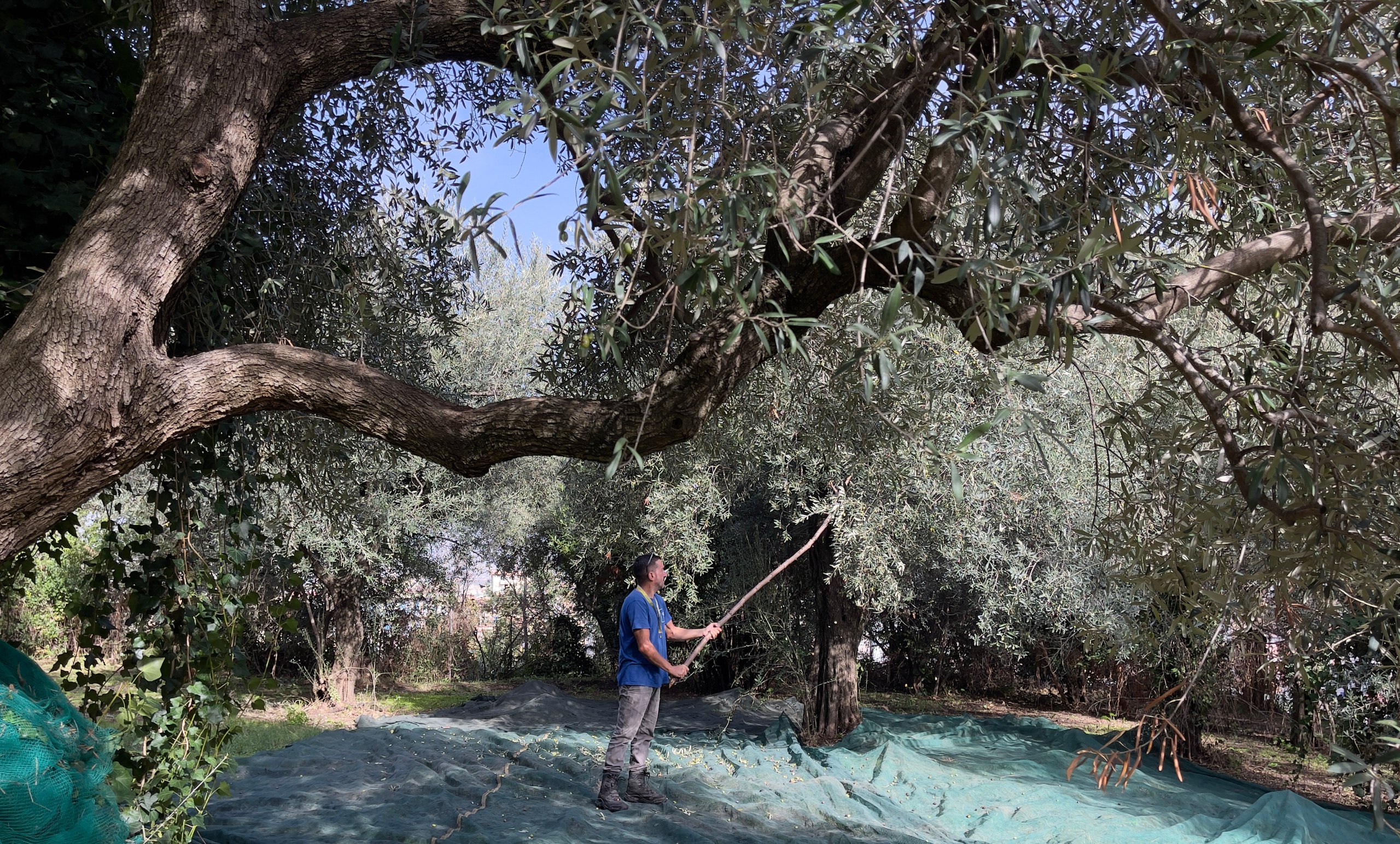 pompei_parco_raccolta-delle-olive_foto-parco-archelogico-pompei