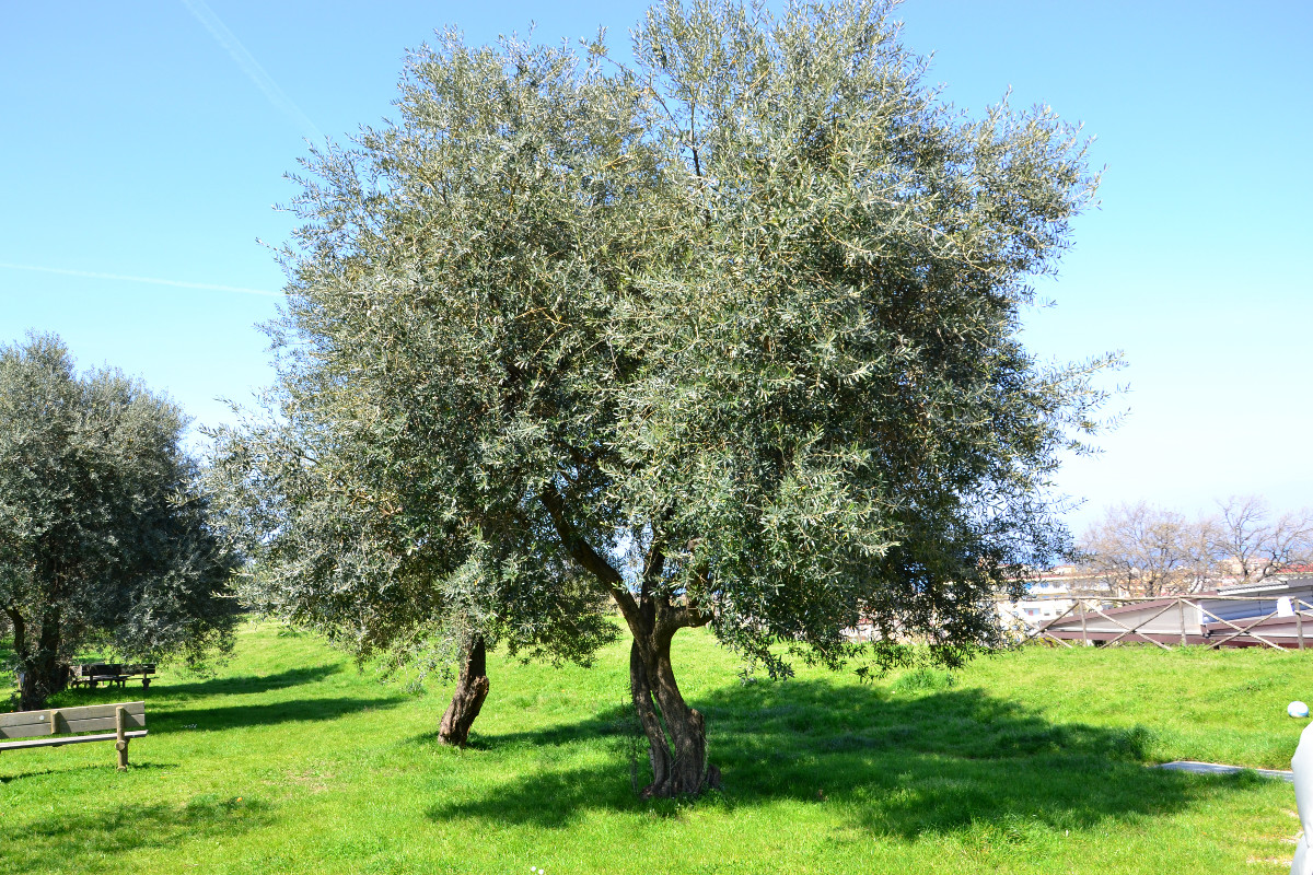 castellammare_srabia_VILLA-ARIANNA-3_olivi_foto-parco-archeologico-pompei